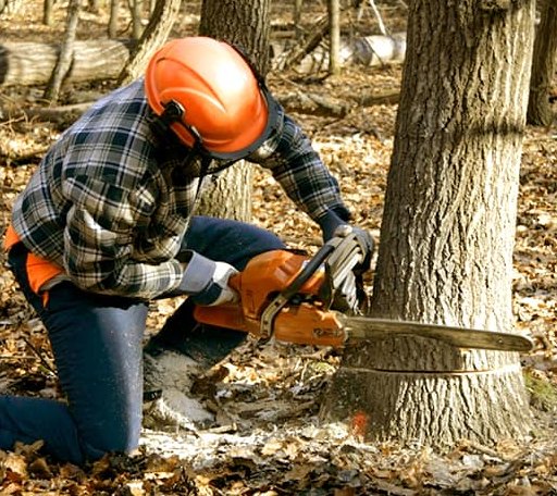 Tree Removal in Hopewell, OH